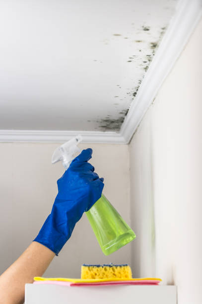 Reliable Deer Park, TX Mold Removal Solutions